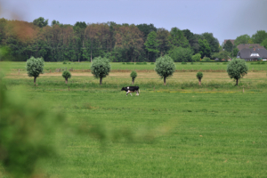 Landschaft am Niederrhein